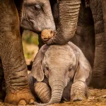 Émotion garantie : découvrez les images bouleversantes de la naissance d’un éléphanteau à Pairi Daiza !