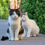 Malgré une obligation légale depuis 2012, seuls 50% des propriétaires de chats sont dans les clous