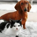 Quel type de maître êtes-vous pour votre animal ?