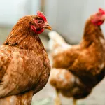 Canicule : ces erreurs peuvent tuer vos poules ! Voici comment les protéger avant qu'il ne soit trop tard