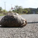 Une tortue provoque le crash d’un avion : bilan deux morts et un blessé grave