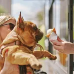 Incroyable : des glaces goût poulet rôti pour votre chien et validées par un vétérinaire