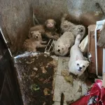 Découverte choc à New York : plus de 100 chiens survivant dans l’horreur aux côtés du cadavre de leur maîtresse !