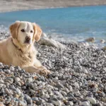 Cyanobactéries dans le Tarn : déjà six chiens morts, pourquoi la vigilance est renforcée cet été
