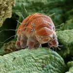 Le secret du tardigrade, l’animal « immortel » qui survit à l’espace et vit près de chez vous