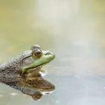 Trois espèces de grenouilles inédites révélées dans les mystérieuses montagnes du nord du Pérou
