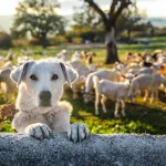 Des gènes expliquent le talent unique des chiens de berger pour guider les troupeaux