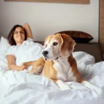 Partir à l'hôtel avec son chien : les 9 règles incontournables pour un séjour réussi