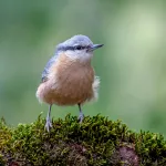Observer les oiseaux réduit le stress : comment l’ornithothérapie peut améliorer notre bien-être selon un ornithologue
