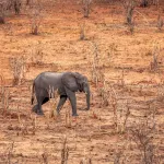 Comment certains animaux surmontent les records de chaleur face au changement climatique