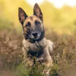 Bergers malinois : pourquoi finissent-ils si souvent à la SPA malgré leur popularité ?