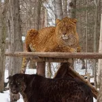 Jaglion : le fascinant félin hybride né d’un jaguar et d’une lionne qui interroge la science