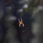 Ils vivent cinq ans avec plus de 2 000 araignées venimeuses sans aucune morsure