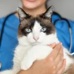 7 astuces efficaces pour protéger votre chat du cancer et le garder en bonne santé plus longtemps