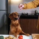 Ces animaux surprenants qui préparent, assaisonnent et conservent leur nourriture comme des chefs