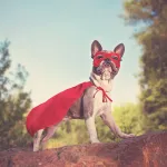 Héros à quatre pattes : un chien sauve 67 villageois d'un glissement de terrain en Inde