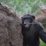 Des brindilles dans les oreilles : la surprenante mode lancée par les chimpanzés en Zambie