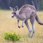 Pourquoi les kangourous préfèrent-ils bondir ? Les secrets surprenants de leur incroyable façon de se déplacer