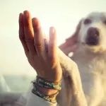 Ces astuces vont révolutionner la façon dont votre chien vous écoute au quotidien