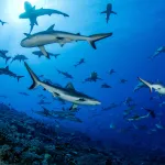 10 requins surprenants qui nagent près des plages françaises
