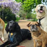 Ces 8 races de chiens qui raffolent de l’eau vont vous étonner