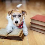 Comment savoir si votre chien est vraiment intelligent ? 10 tests simples à essayer chez vous