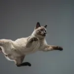 Pourquoi mon chat a-t-il si peur des bruits soudains ? Astuces pour apaiser son stress à la maison