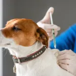 Animaux de compagnie : ce qu’il faut vraiment savoir sur les vaccins obligatoires et recommandés