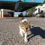 Filou, le chat qui a parcouru 250 km : découvrez comment il a retrouvé ses maîtres après 5 mois