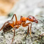 La fourmi électrique arrive en France : faut-il craindre ce nouvel envahisseur dangereux pour nos animaux ?