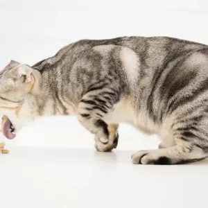 Chat qui vomit