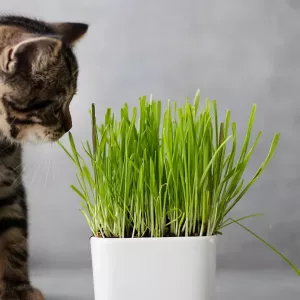 Herbe à chat