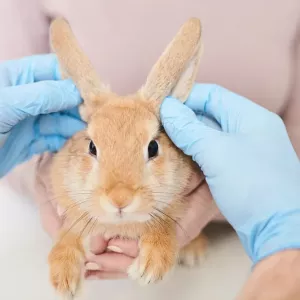 Oreille de lapin