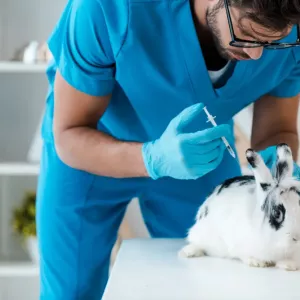 Faire vacciner son lapin