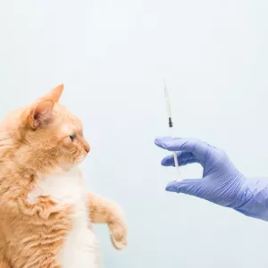 Faire vacciner son chat