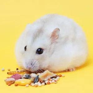 Nourriture pour hamster