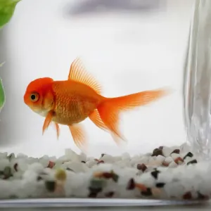 Poisson d'aquarium : quels poissons d'eau douces choisir ?