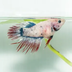 Mon poisson est atteint d'hydropisie, que faire ?