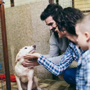 5 choses savoir adopter animal