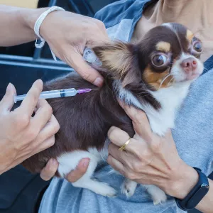 5 choses savoir vaccination chien