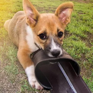 mon chien destructeur que faire