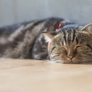 Les signaux d’alerte qui montrent que votre chat n’est pas en bonne santé
