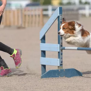 5 activites faire exterieur chien