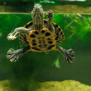 Tortue d'eau : tout ce qu'il faut savoir