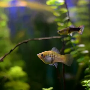 Aquariophilie : comment bien débuter ?