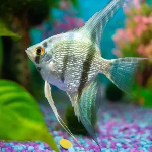 Cichlidés : quels sont ces poissons appréciés des aquariophiles ?