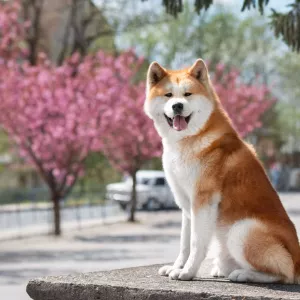 akita