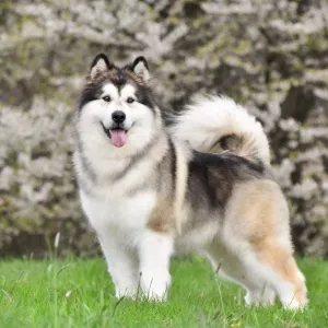 alaskan malamute