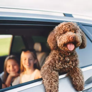 chien voiture