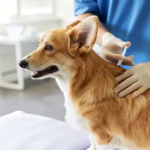 vaccins-chien